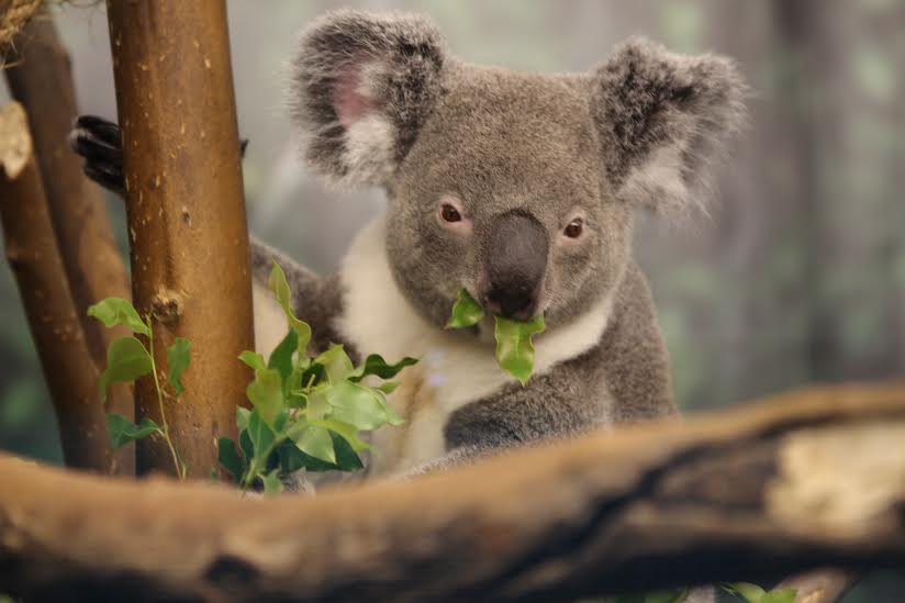 A koala, who is at the zoo on a special visit, enjoys a eucalyptus snack. 